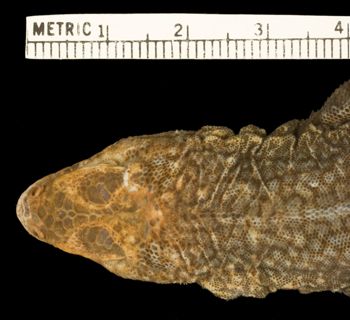 Media type: image;   Herpetology R-188741 Aspect: head dorsal